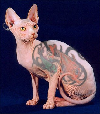 Cat with a tattoo