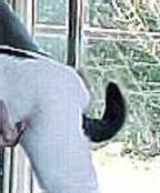 Photo manipulation is clear in
the area around the tail of the cat