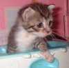 Cat taking a bath