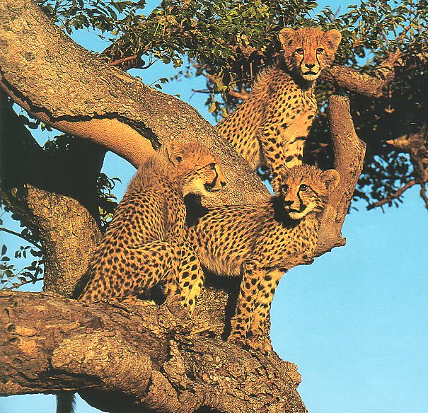 Cheetah cubs